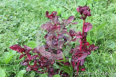 Flowers bloom in Tambing Lake SIGI regency Stock Photo