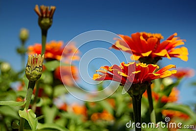 Flowers blooming Stock Photo