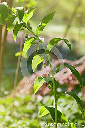 Flowers on blooming Angular Solomon`s Seal Polygonatum odoratum, Stock Photo