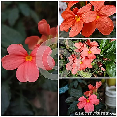 Flowers blooming in the beautiful summer season in India, This flower is called Aboli in Marathi Stock Photo