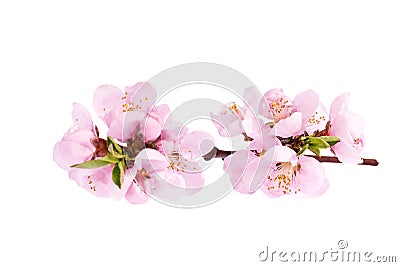 Flowers of blooming flowering peach tree isolated on white background Stock Photo