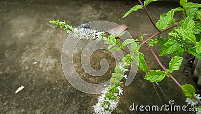 Flowers blooming in green mint leaves plant, nature photography, natural gardening background Stock Photo