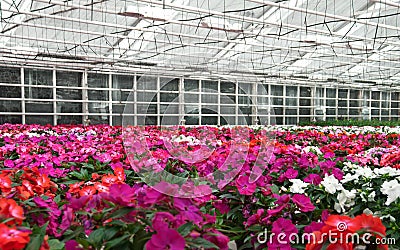 Flowers blooming in a greenhouse Stock Photo