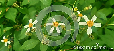 flowers blooming in a grove of shrubs that captivate the beholder Stock Photo