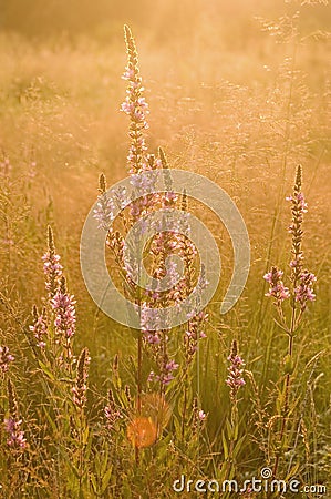 Flowers blooming in meadow Stock Photo