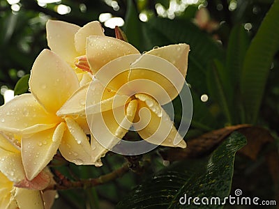 Flowers blooming in my garden. Stock Photo