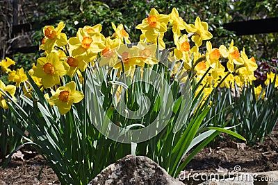 Yellow Daffodils in Spring Garden Stock Photo