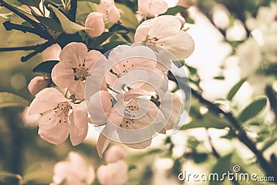 Flowers of a blossoming apple-tree Stock Photo