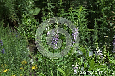 Flowers blossoming Galega officinalis Stock Photo