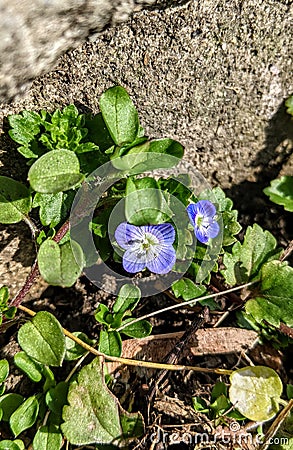 Flowers blue - Speedwell flower - Veronica filiformis Stock Photo