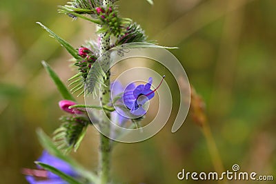 Flowers of a blueweed or viper bugloss Stock Photo