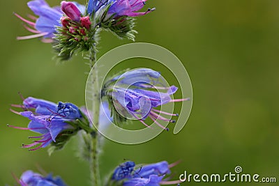 Flowers of a blueweed or viper bugloss Stock Photo