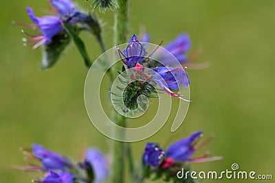 Flowers of a blueweed or viper bugloss Stock Photo