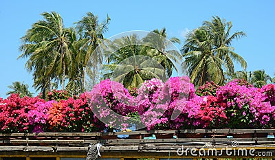 Flowers on boat in Mekong Delta, Vietnam Stock Photo