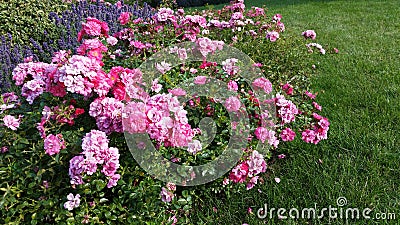 Mini Roses And Lavender Stock Photo