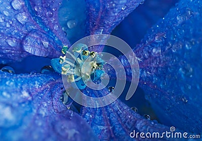 Flowers in a bouquet, blue Stock Photo