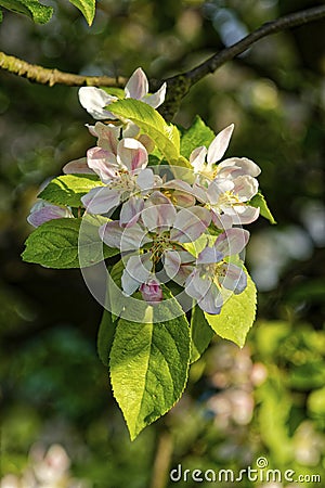 Flowers of the branch apple blossoms with blue background Stock Photo