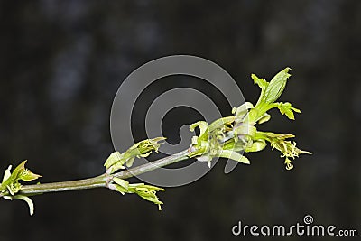 Flowers on branch ash-leaved maple, Acer negundo, macro with bokeh background, shallow DOF, selective focus Stock Photo