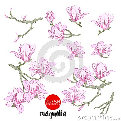 Magnolia flowers on branch. Stock line vector illustration botanic flower Vector Illustration
