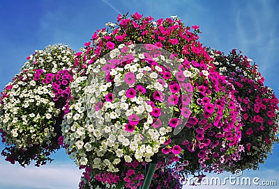 Flowers of bright petunia Stock Photo