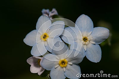 Flowers of broadleaf forget-me-not. Stock Photo