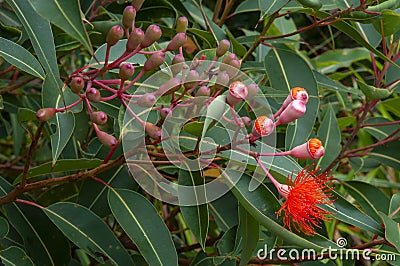 Flowers and buds of a corymbia ficifolia 'Baby Orange' tree Stock Photo