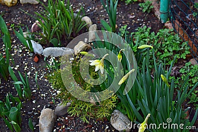 Flowers and buds of daffodils next to the leaves of tulips on the flowerbed. Stock Photo