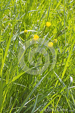 Flowers and buds of yellow buttercups in fresh springtime grassland Stock Photo