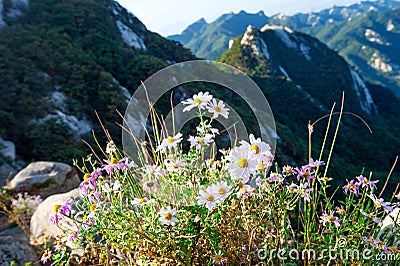 Flowers on Bukhansan mountains. Stock Photo
