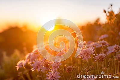 Flowers on the burning side of the sunrise Stock Photo