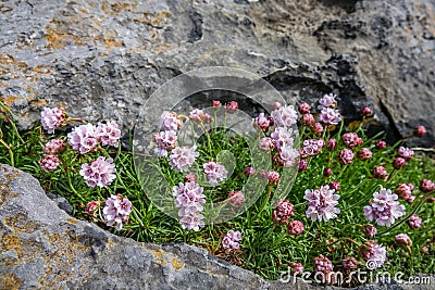 Flowers of Burren Stock Photo
