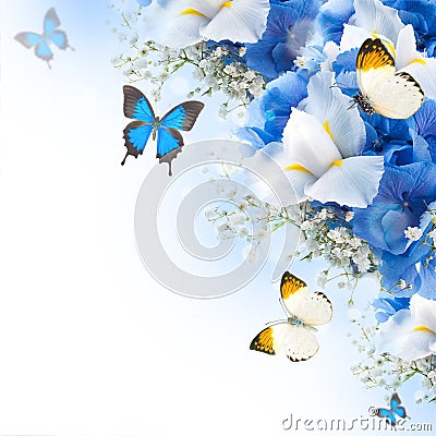 Flowers and butterfly, blue hydrangeas Stock Photo