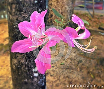 Flowers of Camel's Foot tree Stock Photo