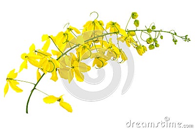 Flowers of Cassia fistula or Golden shower on white Stock Photo