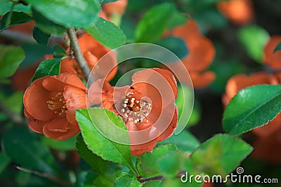 Flowers of chaenomeles or Japanese quince close up Stock Photo