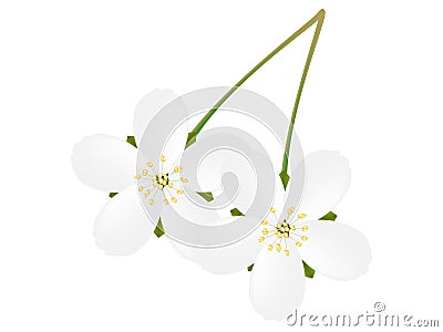 Flowers of cherries on white. Vector Illustration