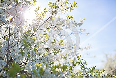 Flowers of the cherry blossoms on a spring Stock Photo