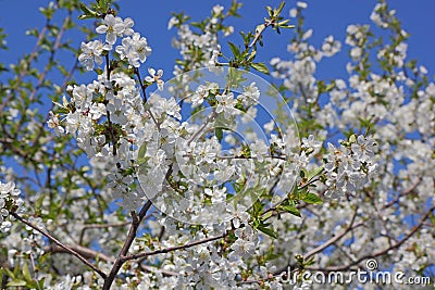 Flowers of an cherry tree Stock Photo