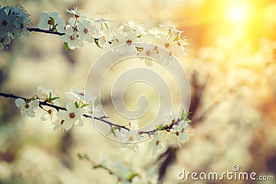 Flowers of cherry-tree close up instagram style Version Stock Photo