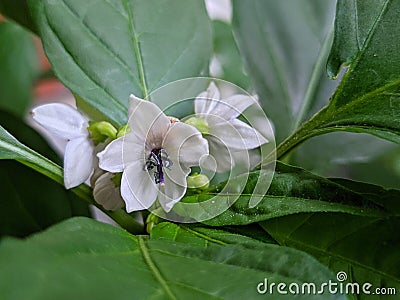 Flowers on chili plants that are in bloom and are in the process of pollination Stock Photo