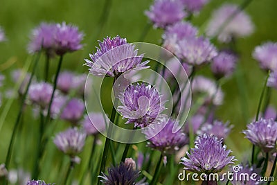Flowers of the Chive herb inthe home garden Stock Photo