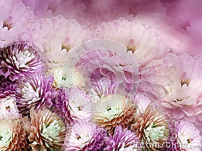 Flowers chrysanthemum on blurry background. red-violet-pink background. floral collage. flower composition. Stock Photo