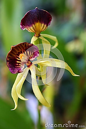 Flowers of clamshell orchid Epidendrum Cochleatum or Prosthechea Cochleata Stock Photo