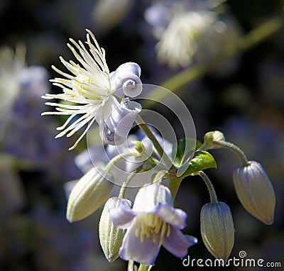 Flowers of Clematis vitalba Stock Photo