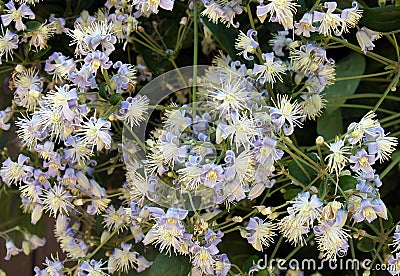 Flowers of Clematis vitalba Stock Photo