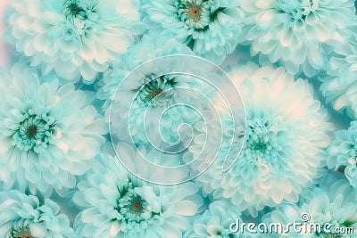 Flowers close up background blue turquoise color blur effect Stock Photo