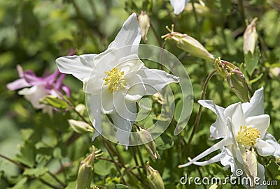 Flowers: Closeup of a White Columbine, Aquilegia `White Star`, ornamental flower. 1 Stock Photo