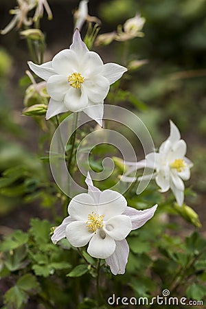 Flowers: Closeup of a White Columbine, Aquilegia `White Star`, ornamental flower. 2 Stock Photo