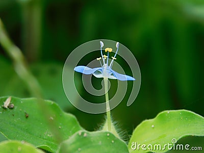 Flowers closup looks like dancing girl in blue dresses Stock Photo