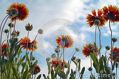 Flowers and cloudlets Stock Photo
